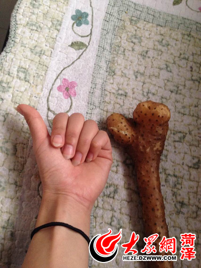 李女士自己比劃著山藥的形狀拍照 李女士自己比劃著山藥的形狀拍照